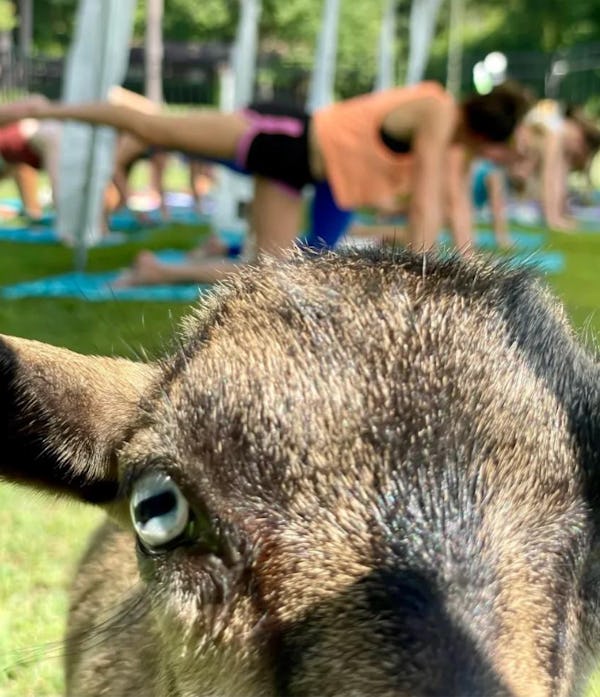 Baby Goat Yoga