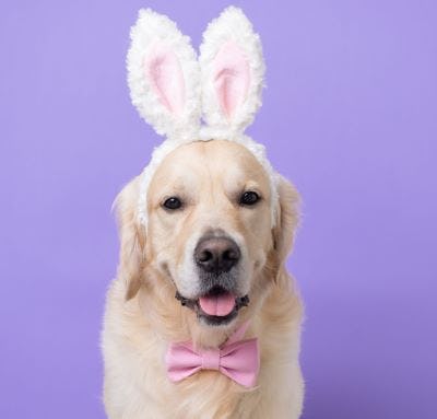 Pet Photos with the Easter Bunny!  Sunday, April 2, 12PM - 5PM.