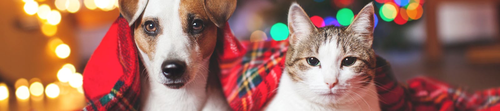 Christmas Dog and Cat