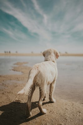 Keeping Your Pet Cool: Summer Safety Tips for Pet Owners