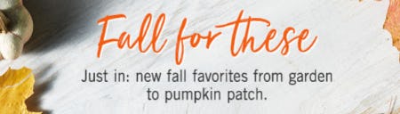 Discover Our Fall Arrivals from Bath & Body Works